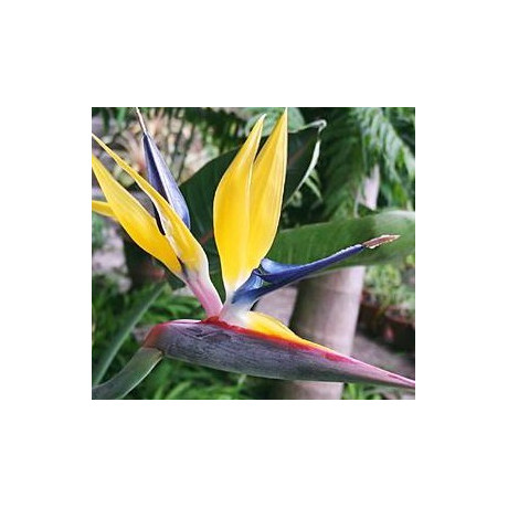 STRELITZIA reginae Mandela´s Gold "Yellow Bird of Paradise" 1 s