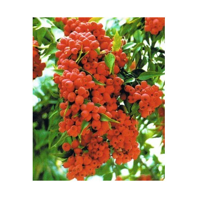 SYZYGIUM luehmanii 5 semen