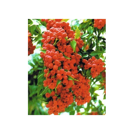 SYZYGIUM luehmanii 5 semen