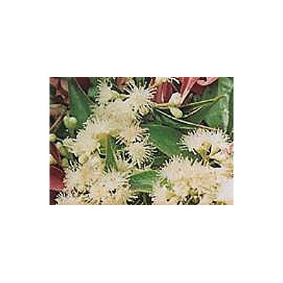 SYZYGIUM luehmanii 5 semen