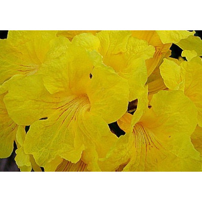 TABEBUIA chrysotricha "Golden Trumpet Tree"  5 semen