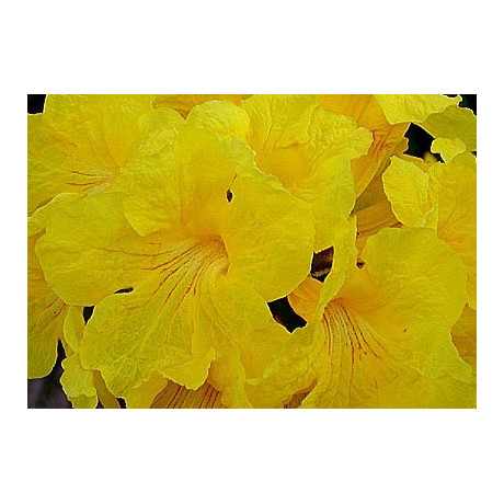 TABEBUIA chrysotricha "Golden Trumpet Tree"  5 semen