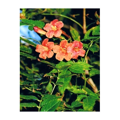 TECOMA garocha 10 semen