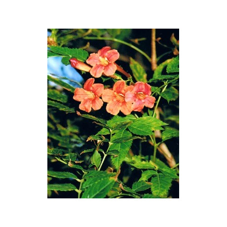 TECOMA garocha 10 semen