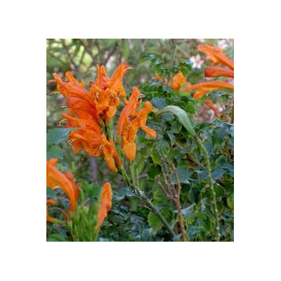 TECOMARIA capensis - oranžová 10 semen