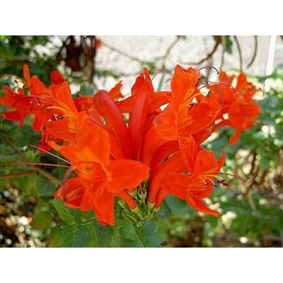 TECOMARIA capensis 10 semen