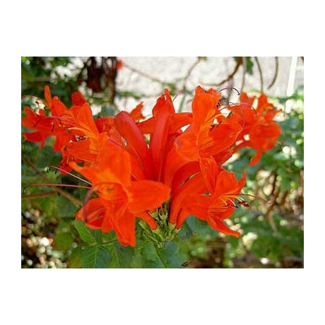 TECOMARIA capensis 10 semen