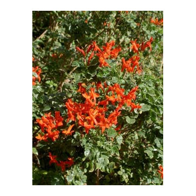 TECOMARIA capensis 10 semen