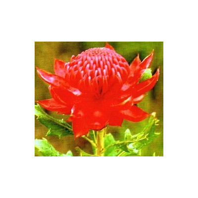 TELOPEA speciosissima "Australian Waratah" 4 semena
