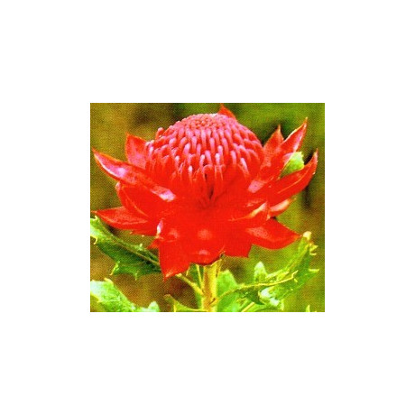 TELOPEA speciosissima "Australian Waratah" 4 semena