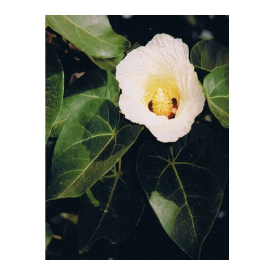 THESPESIA populnea 5 semen