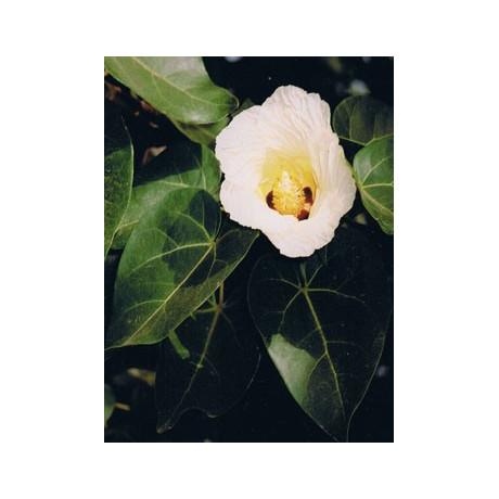 THESPESIA populnea 5 semen