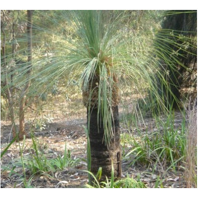 XANTHORRHOEA preissii "Western Black Boy" 10 semen