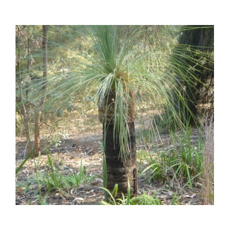 XANTHORRHOEA preissii "Western Black Boy" 10 semen