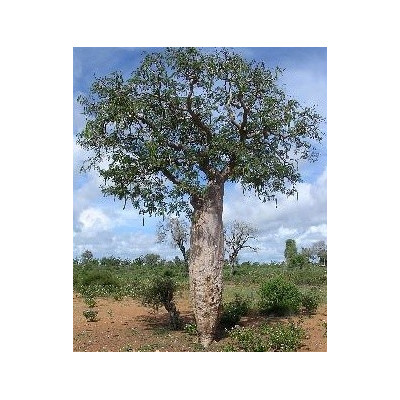 DELONIX floribunda "Lahvový strom" 2 semena