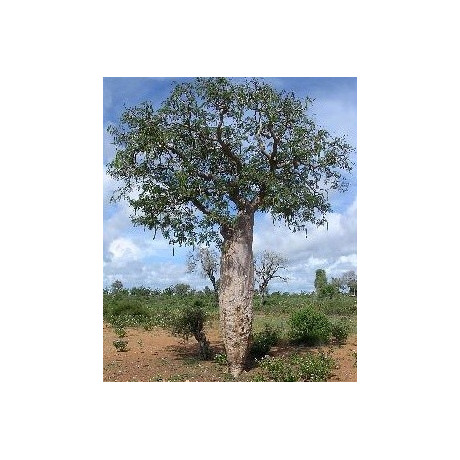 DELONIX floribunda "Lahvový strom" 2 semena