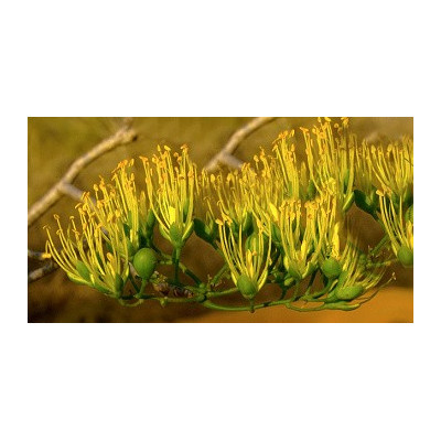 DELONIX floribunda "Lahvový strom" 2 semena