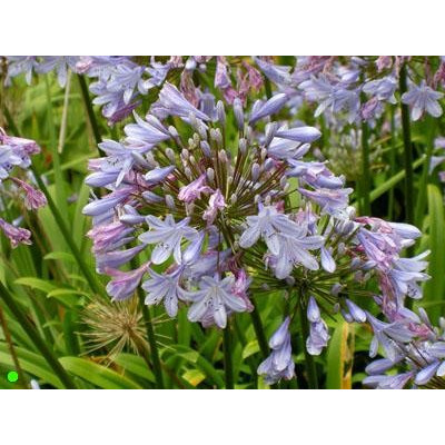 AGAPANTHUS africanus Blue "Kalokvět" 10 semen