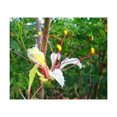 DELONIX pumila "Zakrslý Flamboyant" 2 semena