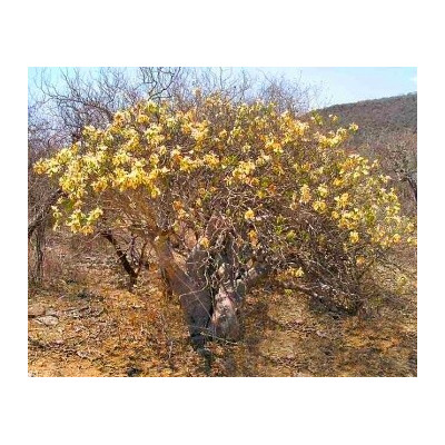 DELONIX pumila "Zakrslý Flamboyant" 2 semena