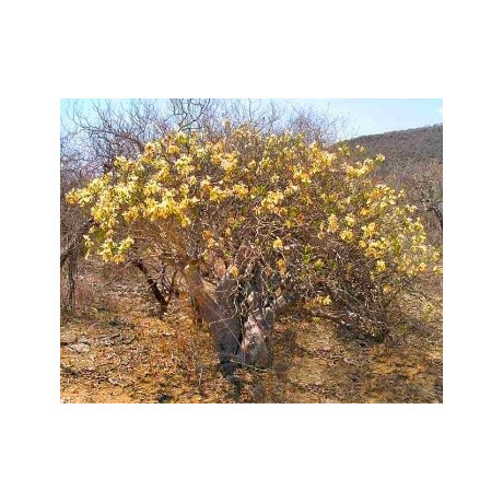 DELONIX pumila "Zakrslý Flamboyant" 2 semena