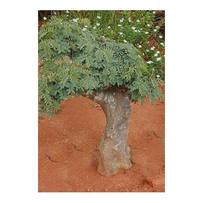 DELONIX pumila "Zakrslý Flamboyant" 2 semena