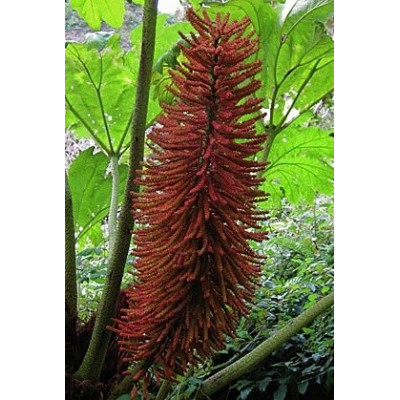 GUNNERA peltata 5 semen