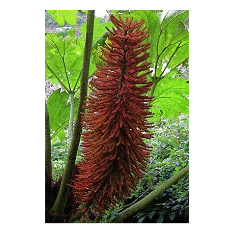 GUNNERA peltata 5 semen