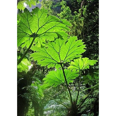 GUNNERA peltata 5 semen