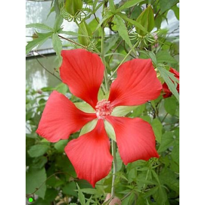 HIBISCUS coccineus "Šarlatový ibišek" 5 semen
