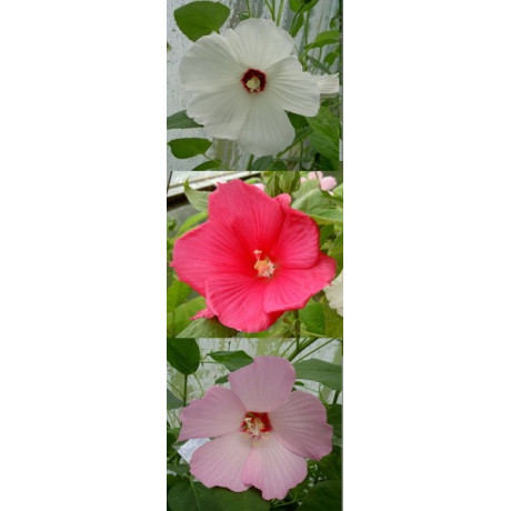 HIBISCUS moscheutos "Giant Mallow Marvels" Mix 5 semen