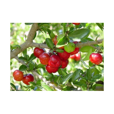 MALPIGHIA glabra (M. emarginata) "Acerola" 5 semen