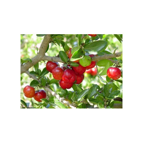 MALPIGHIA glabra (M. emarginata) "Acerola" 5 semen