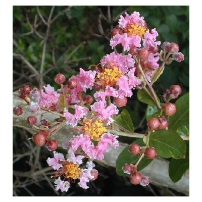 MALPIGHIA glabra (M. emarginata) "Acerola" 5 semen