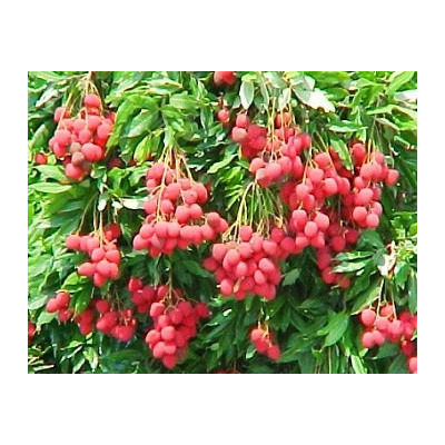 MANILKARA zapota "Sapodilla" 2 semena