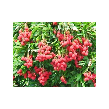 MANILKARA zapota "Sapodilla" 2 semena