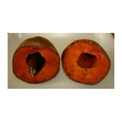 MANILKARA zapota "Sapodilla" 2 semena