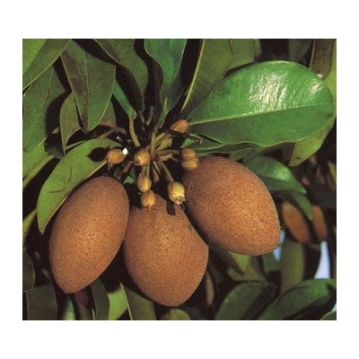 MANILKARA zapota "Sapodilla" 2 semena