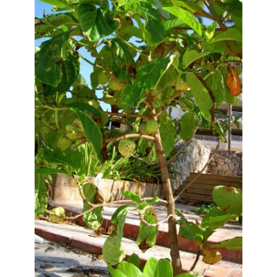 MORINDA citrifolia "Noni, Indická Moruše" 5 semen