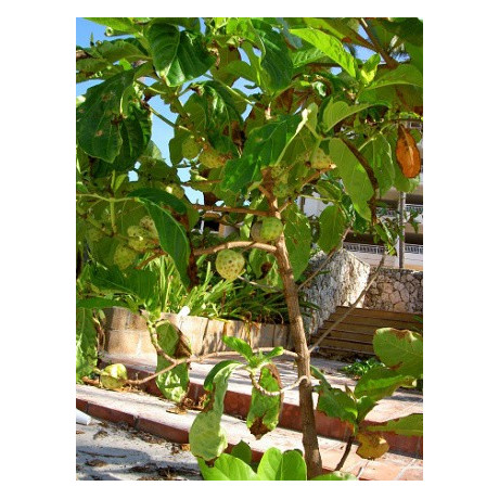 MORINDA citrifolia "Noni, Indická Moruše" 5 semen