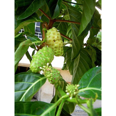 MORINDA citrifolia "Noni, Indická Moruše" 5 semen