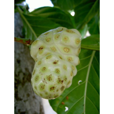 MORINDA citrifolia "Noni, Indická Moruše" 5 semen
