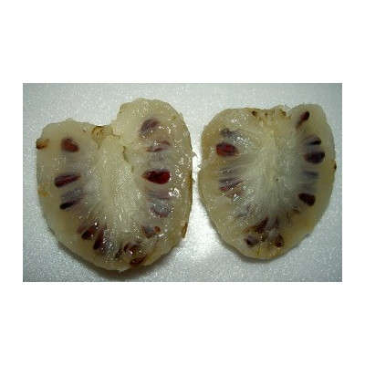 MORINDA citrifolia "Noni, Indická Moruše" 5 semen