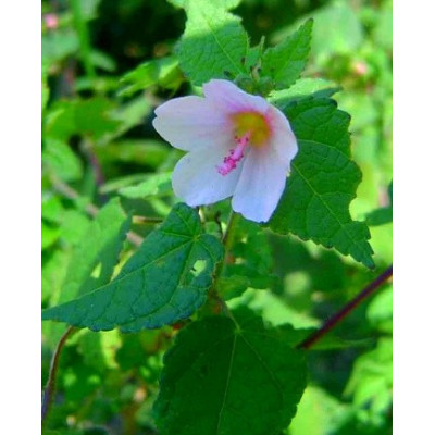 PAVONIA columella 4 semena