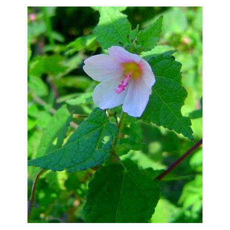 PAVONIA columella 4 semena