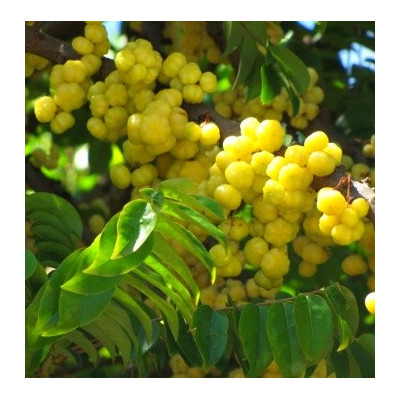 PHYLLANTHUS acidus 5 semen