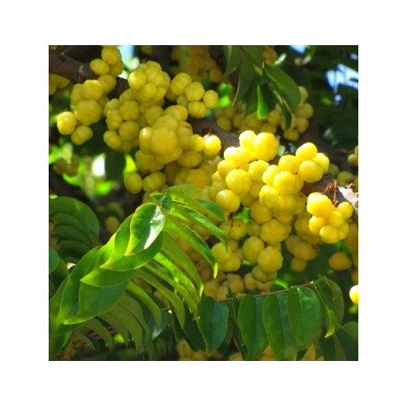 PHYLLANTHUS acidus 5 semen