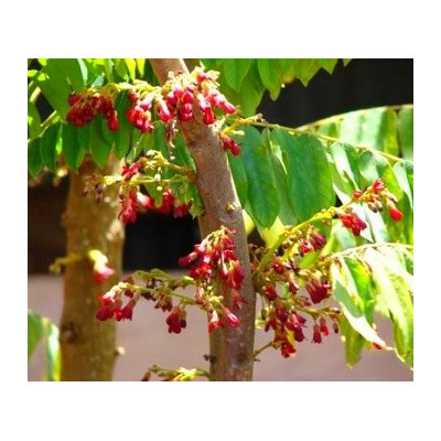 PHYLLANTHUS acidus 5 semen