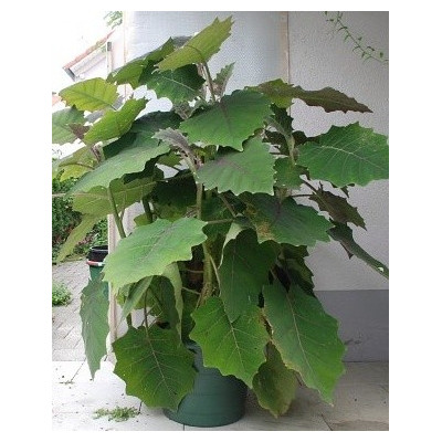 SOLANUM quitoense "Narančila" 10 semen