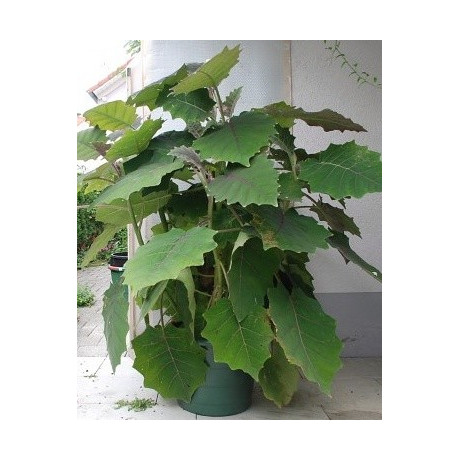 SOLANUM quitoense "Narančila" 10 semen